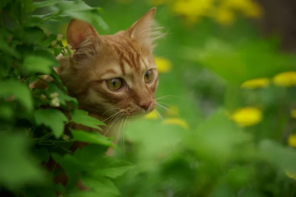 A beautiful thoroughbred red cat walks on the lawn, eats grass, sits, looks at the camera. — Stock Photo, Image