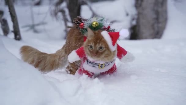 Červená kočka ve sněhu večer v obleku Santa Clause nese vánoční stromek na zádech, ve spěchu na dovolenou. — Stock video