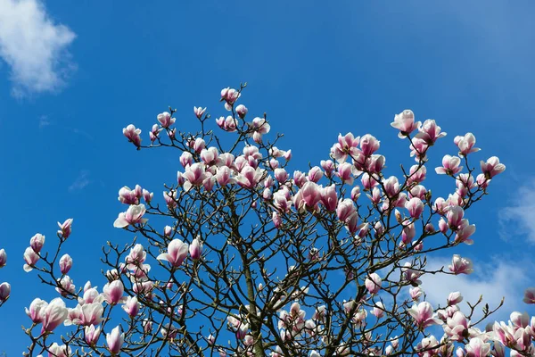Blommande Magnolia Grenar Mot Helt Klarblå Himmel — Stockfoto