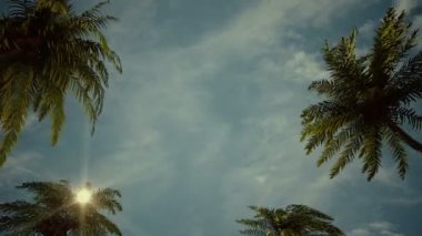 Palmiye ağacı sokaktan sürüş