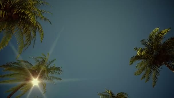 Проезжая по Аллее пальмовых деревьев — стоковое видео