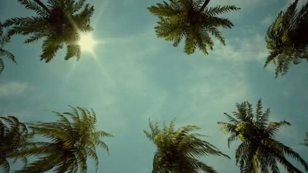 驾驶穿过棕榈树胡同 — 图库视频影像