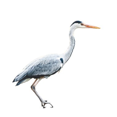 Büyük mavi balıkçıl (Ardea herodias) beyaz arkaplanda izole