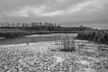 Doğa siyah ve beyaz