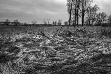 Doğa siyah ve beyaz