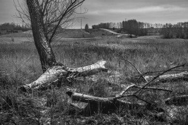 Doğa siyah ve beyaz