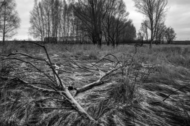 Doğa siyah ve beyaz