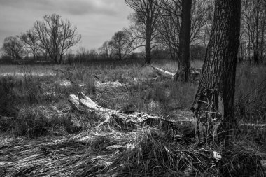 Doğa siyah ve beyaz