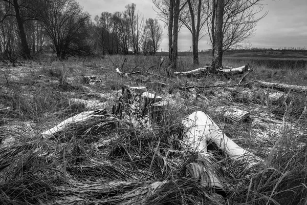 Naturaleza blanco y negro — Foto de Stock