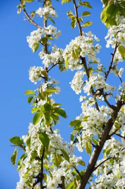 Ağaçlar çiçekli bahar, meyve bahçeleri, bahar ısı