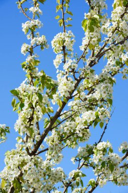 Ağaçlar çiçekli bahar, meyve bahçeleri, bahar ısı