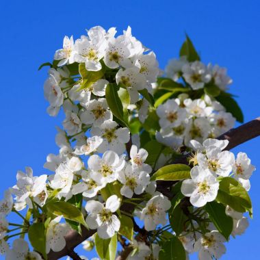 Ağaçlar çiçekli bahar, meyve bahçeleri, bahar ısı