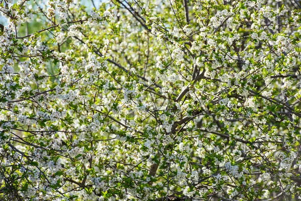 Baharda çiçek açan meyve ağaçları