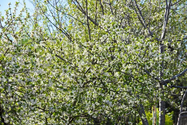 Flowering trees in spring, orchards, spring heat — Stock Photo, Image