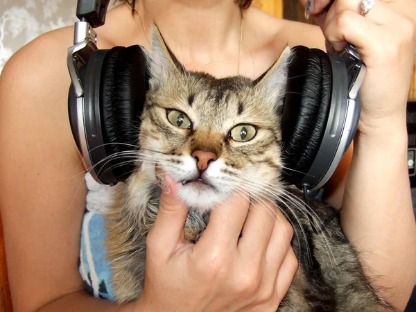 Kulaklık ile kedi
