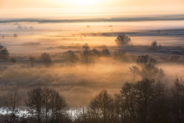 Dimma Vid Soluppgången Träd Dimma Skog Dimma Dimma Ovanför Floden — Stockfoto