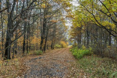 Nehirli sonbahar manzarası. Sarı yapraklar, nehir, sonbahar ormanı, tepeler, sonbahar, Eylül, Ekim. Sonbaharda Rus manzarası. Rusya 'da sonbahar. Güneşli sonbahar günü. Sonbahar havası. Doğada dinlenme.