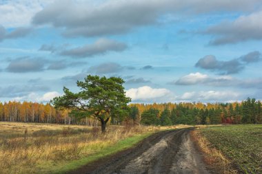 Nehirli sonbahar manzarası. Sarı yapraklar, nehir, sonbahar ormanı, tepeler, sonbahar, Eylül, Ekim. Sonbaharda Rus manzarası. Rusya 'da sonbahar. Yalnız çam ağacı. Tarlada bir ağaç..