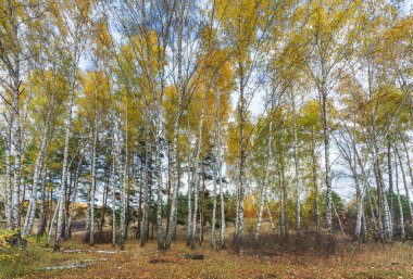 Nehirli sonbahar manzarası. Sarı yapraklar, nehir, sonbahar ormanı, tepeler, sonbahar, Eylül, Ekim. Sonbaharda Rus manzarası. Rusya 'da sonbahar. Güneşli sonbahar günü. Sonbahar havası. Doğada dinlenme.
