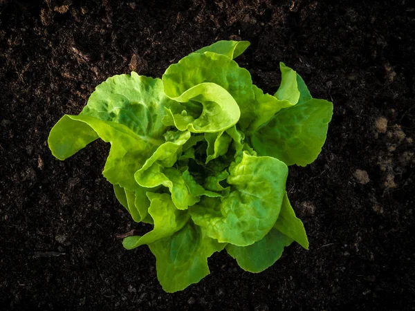 Single rich green butter lettuce salad in the middle of frame and viewed from above. It is planted in the brown soil. The soft sunlight adds more contrast and enhances the color.