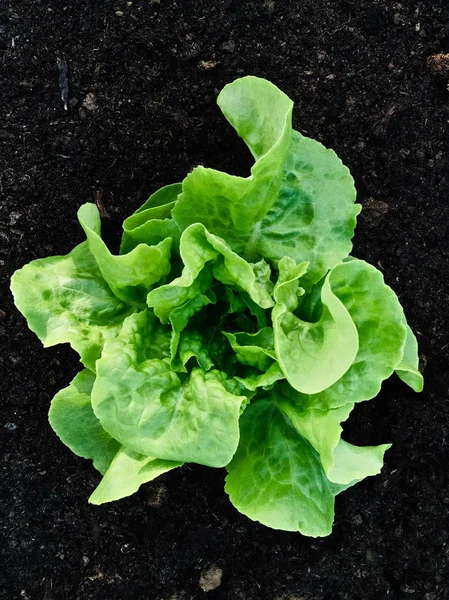 Single rich green butter lettuce salad in the middle of frame and viewed from above. It is planted in the dark brown soil. The uniform light adds nice dynamic to the whole picture.