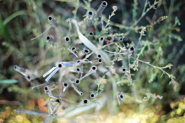 Detail of mown dry stubble