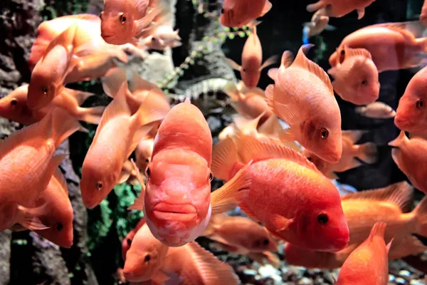 Orange fish swimming in a large fish tank