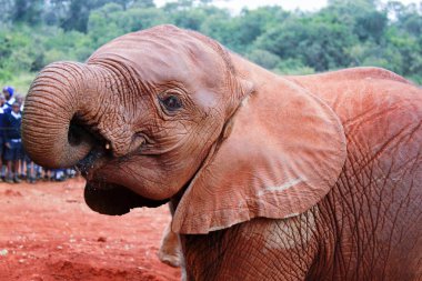 bir bebek yetim fil Sheldrick fil yetimhanede, Nairobi, Kenya