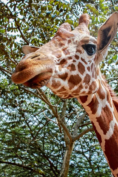 Zürafa arka ağaçlara kafayla Close-Up — Stok fotoğraf