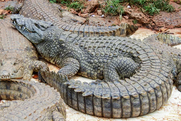 Crocodiles laying on the ground — Stock Photo, Image