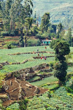 Çay toplayıcılar Sri Lanka