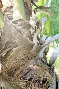 Palmiye ağaç gövdesi Colombo, Sri Lanka'da çekilen fotoğrafı yakın çekim