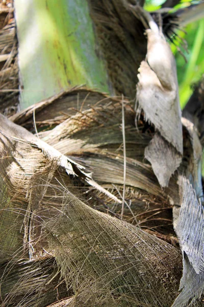 Close-up photo of palm tree trunk taken in Colombo, Sri Lanka