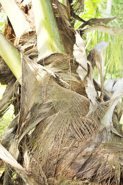 Close-up photo of palm tree trunk taken in Colombo, Sri Lanka