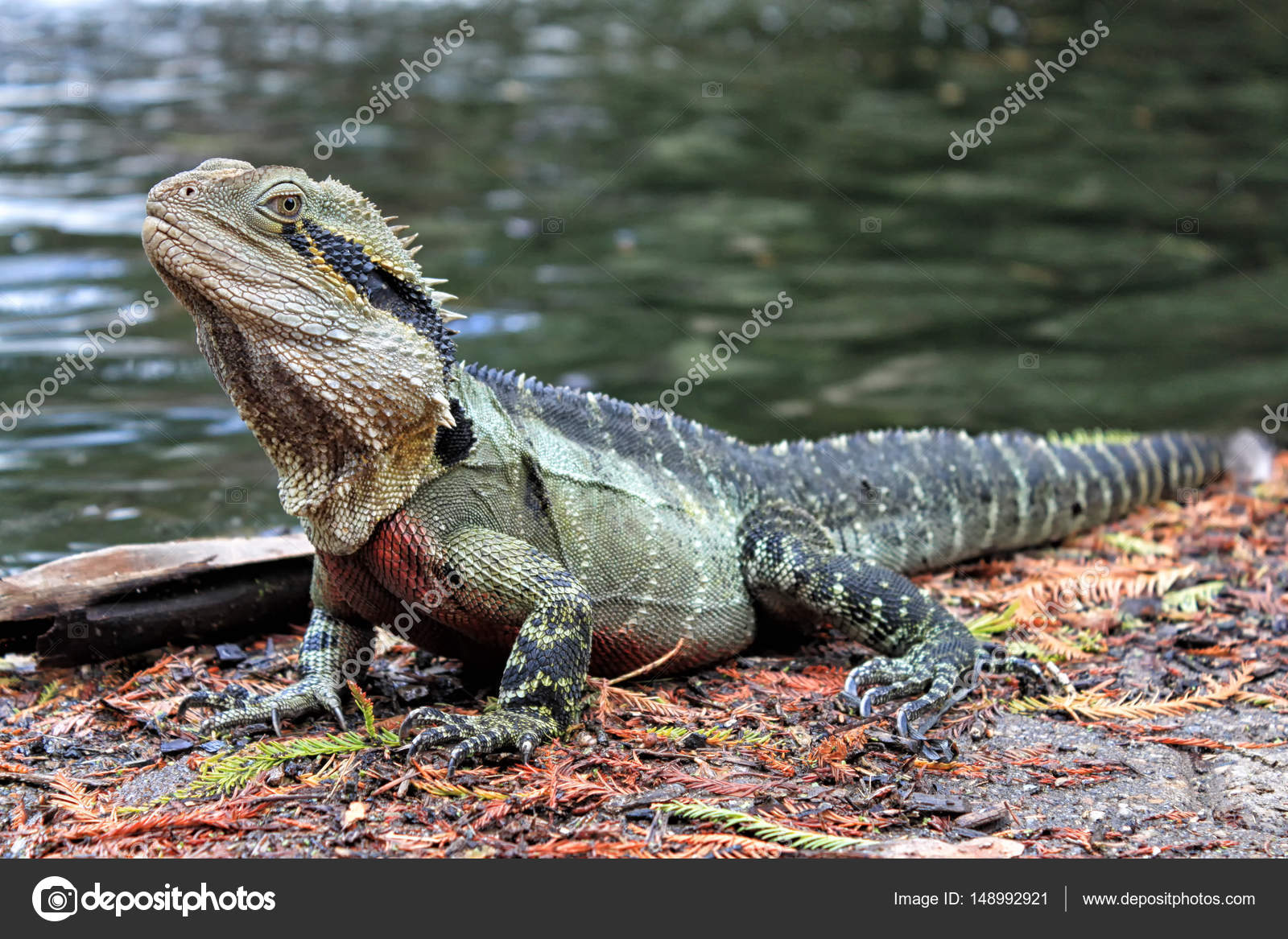 Eastern Water Dragon, Physignathus lesueurii (Agamidae). Brisbane