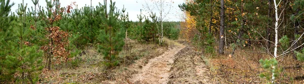 Dirt road in the autumn forest -- autumn landscape, banner, panorama