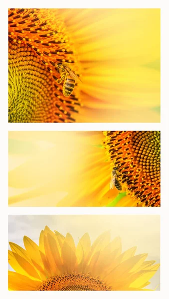 Summer web banner or backgrounds with flowers of sunflower