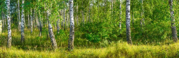 Birch grove on a sunny summer day landscape banner, huge panorama