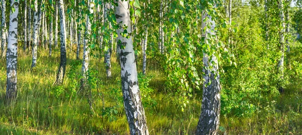 Birch grove on a sunny summer day landscape banner, huge panorama