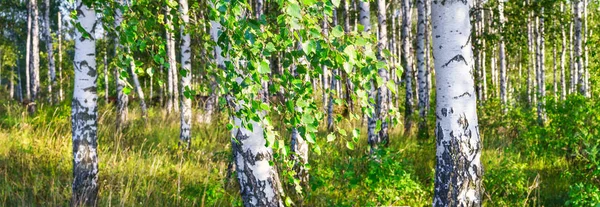 Birch grove on a sunny summer day landscape banner, huge panorama