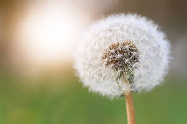 Pissenlit contre l'herbe verte et le soleil. Pièce, Calme, pleine conscience, souhait, concept de tendresse. Arrière-plan, papier peint, image de l'espace de copie ou texte . — Photo