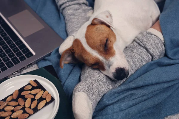 Mujer en casa acogedora ropa relajante en casa con perro dormido Jack Russel terrier, utilizando el ordenador portátil. Estilo de vida suave y cómodo . — Foto de Stock