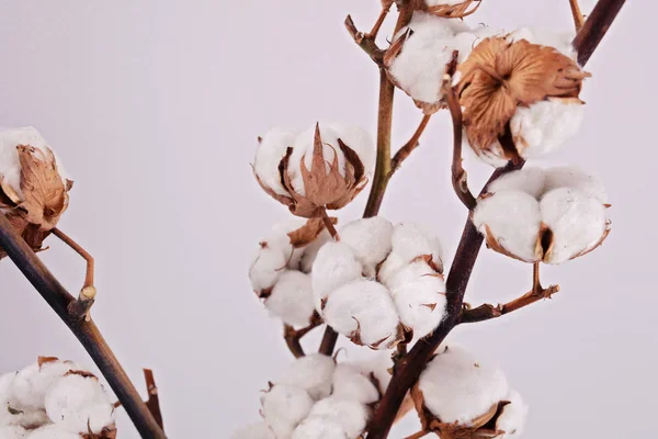 Coton biologique plante branche de fleur — Photo