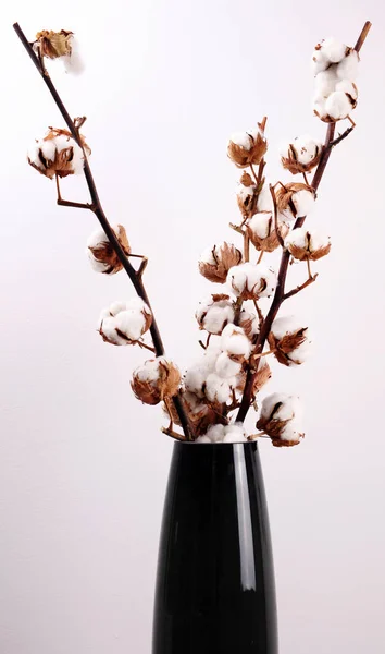 Cotton plant bloem tak in de vaas. Moderne, gezellige huis verfraaien stijl — Stockfoto