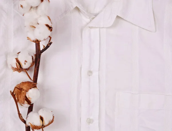Organic Cotton plant flower branch on white shirt background — Stock Photo, Image