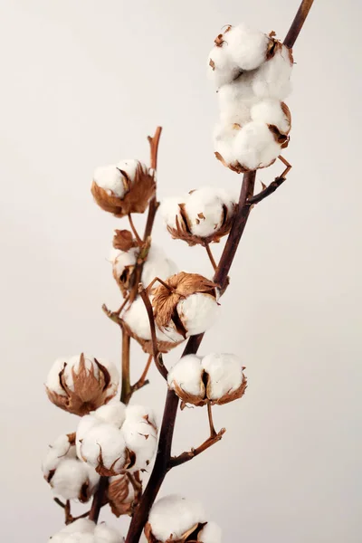 Planta de algodão orgânico ramo flor — Fotografia de Stock
