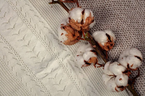 Органічна рослина з бавовни квіткова гілка на білому та кремовому фоні пуловеру — стокове фото