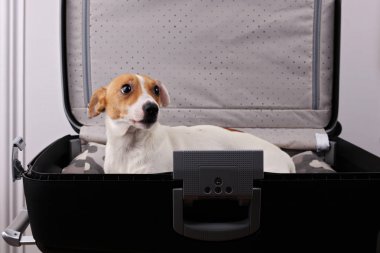 Bavul içinde üzgün evcil köpek ailesi ile tatile gitmek istiyorum