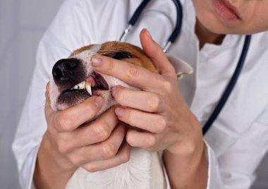 Veteriner Diş bir köpek için denetler. Hayvan ve evde beslenen hayvan hayvan hastalıklarıyla ilgili kaygı kavramı.