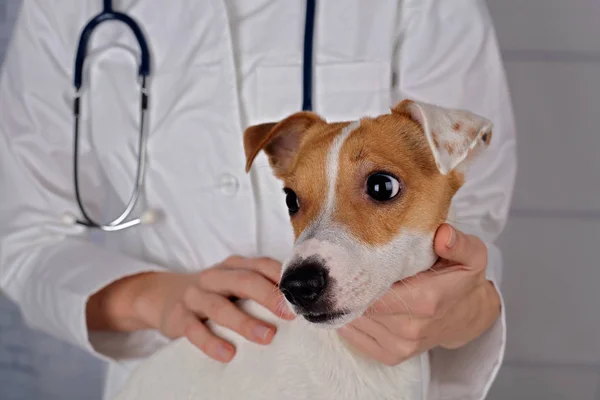 Atención veterinaria. Médico veterano y perro jack russell terrier — Foto de Stock